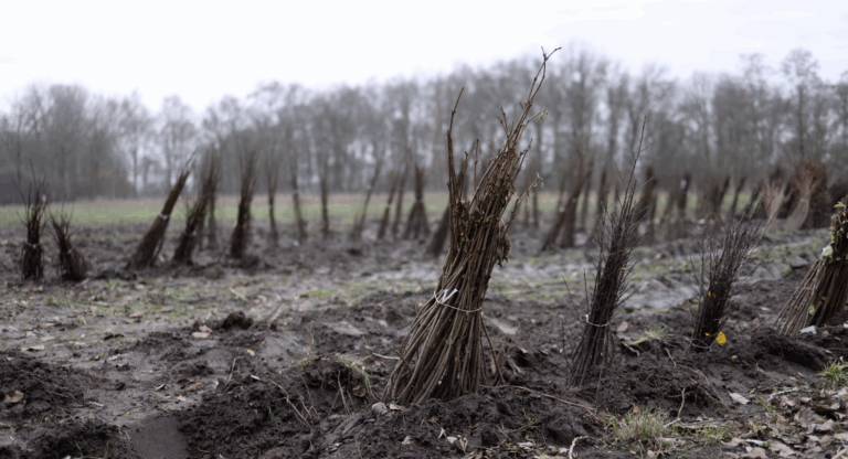 Scherm­afbeelding 2025-12-20 om 16.15.33