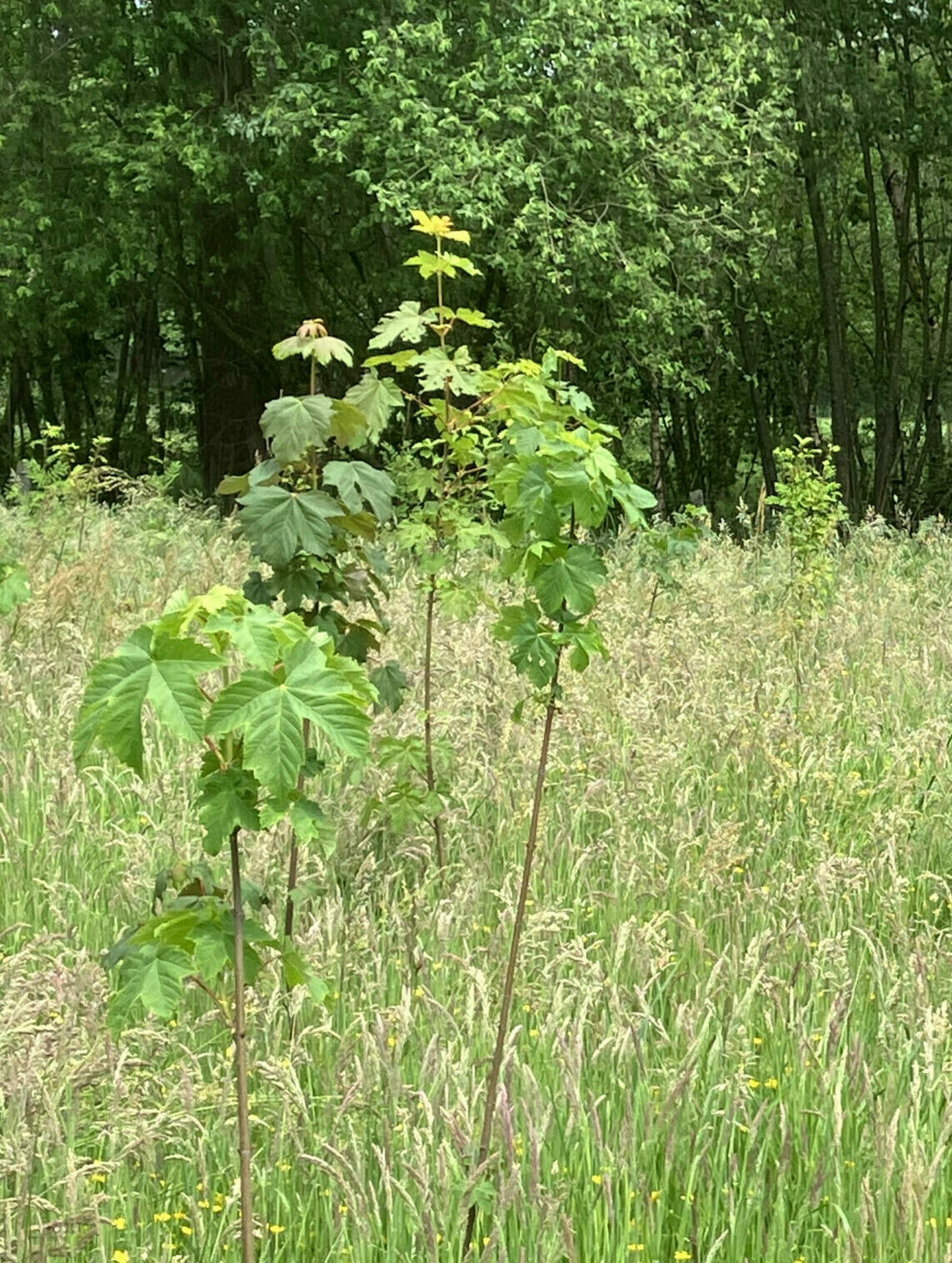 jonge aan plant
